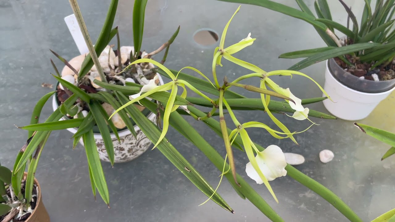 Brassavola orchid general care