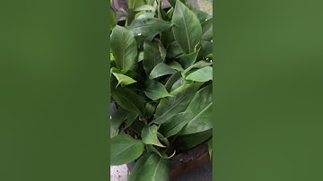 Chuẩn bị gửi cây cho khách về trồng, cây giống chuối tiêu Hồng