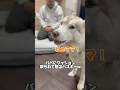 【お喋り】パパにクッション取られて怒るハスキーww #善スタショート #お喋りハスキー #シベリアンハスキー