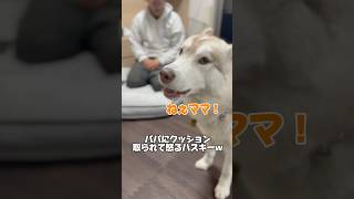 【お喋り】パパにクッション取られて怒るハスキーww #善スタショート #お喋りハスキー #シベリアンハスキー