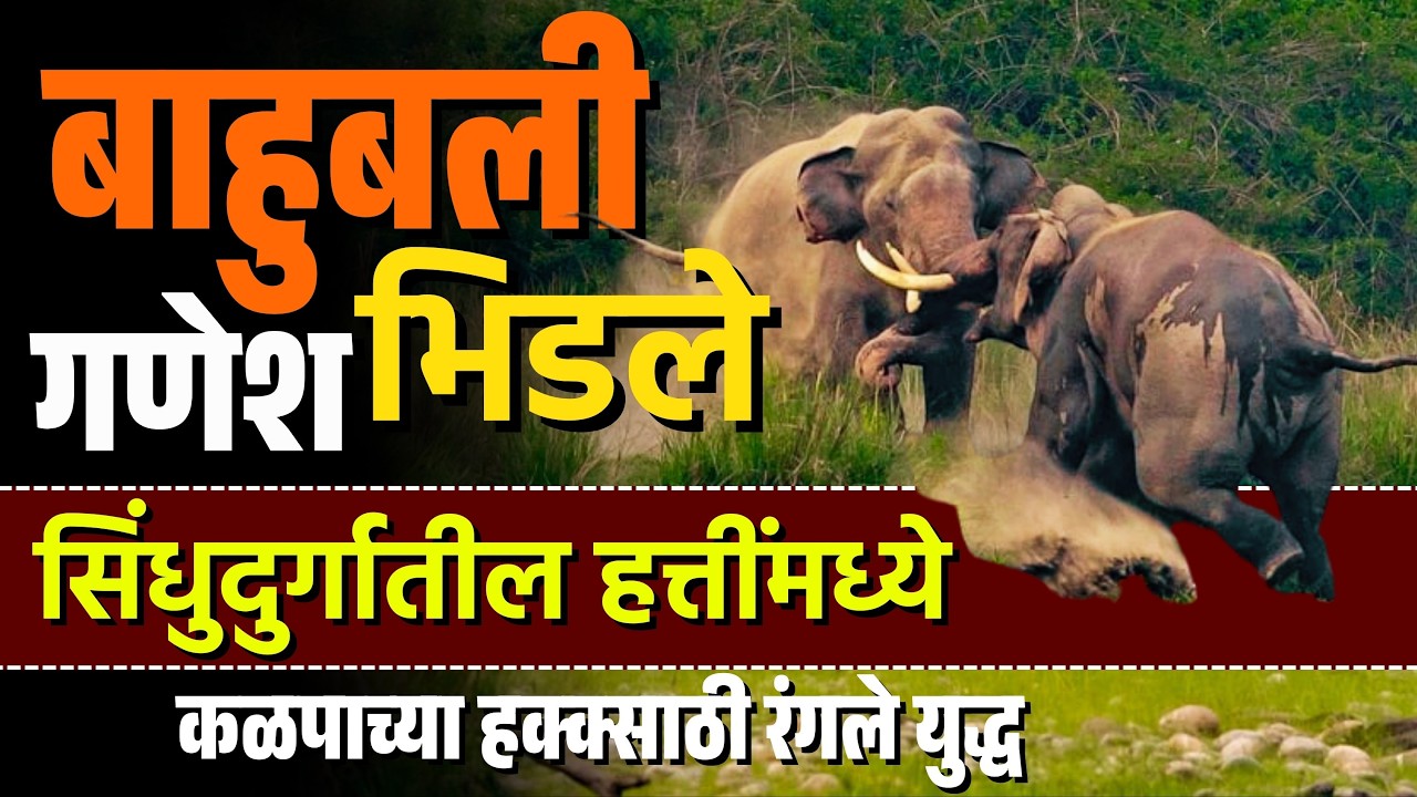 बाहुबली आण गणेशपैंकी कोण जिंकला ? | Bahubali vs Omkar elephant | Maha MTB