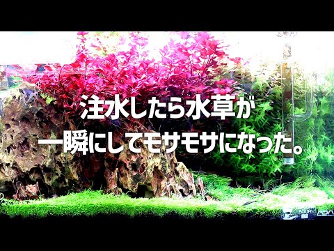 水草小話 I will trim the water plants because they have become fuzzy