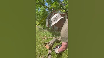 Cutting Fallen Limb with Chainsaw