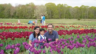 First Time Experience in Tulips Farm