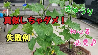 初期が大事 きゅうりの育て方 わき芽摘み プランター家庭菜園 Youtube