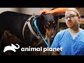 La increíble recuperación de Nitro | Dr. Jeff, Veterinario | Animal Planet