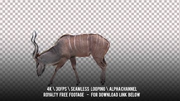Kudu Antelope grazing . Male and female. Cyclic animation with the horizontal movement.