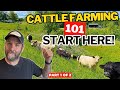 Cattle Farming 101 A Beginner S Guide To Raising Cattle Part 1