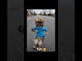 #funny #cat #dancing #video #comedy
