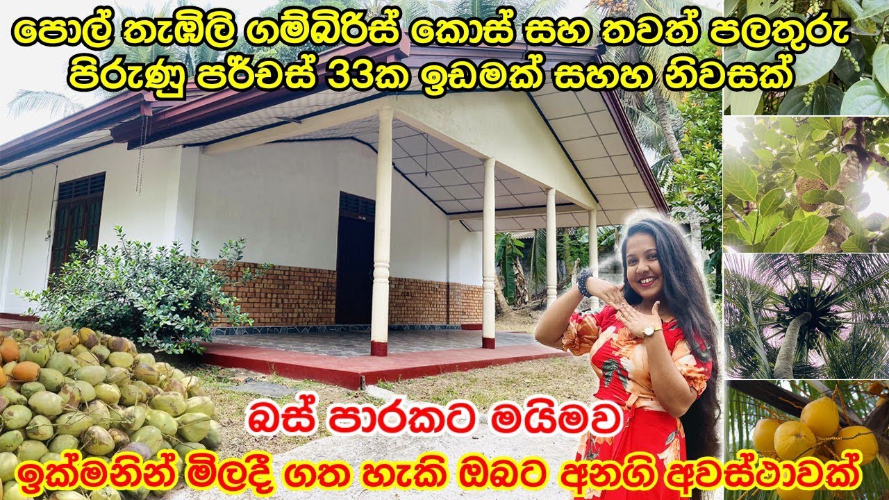 පොල් පලතුරු පිරුණු පර්චස් 33ක ඉඩමක් සහ කාමර 3ක නිවසක් බස් පාරට මායිමව ඉක්මනින් විකිණීමට #acland