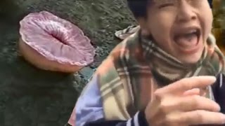 Download lagu WEIRD EXPLODING SEA CREATURE WEIRD EXPLODING SEA CREATURE