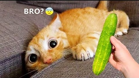 The Shocking Truth😱: Why Are Cats Afraid of Cucumbers? 🥒🐾