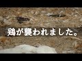 鶏が襲われました【ぐるりの暮らし#179】朝、帰宅したら鶏がすべてやられていました。