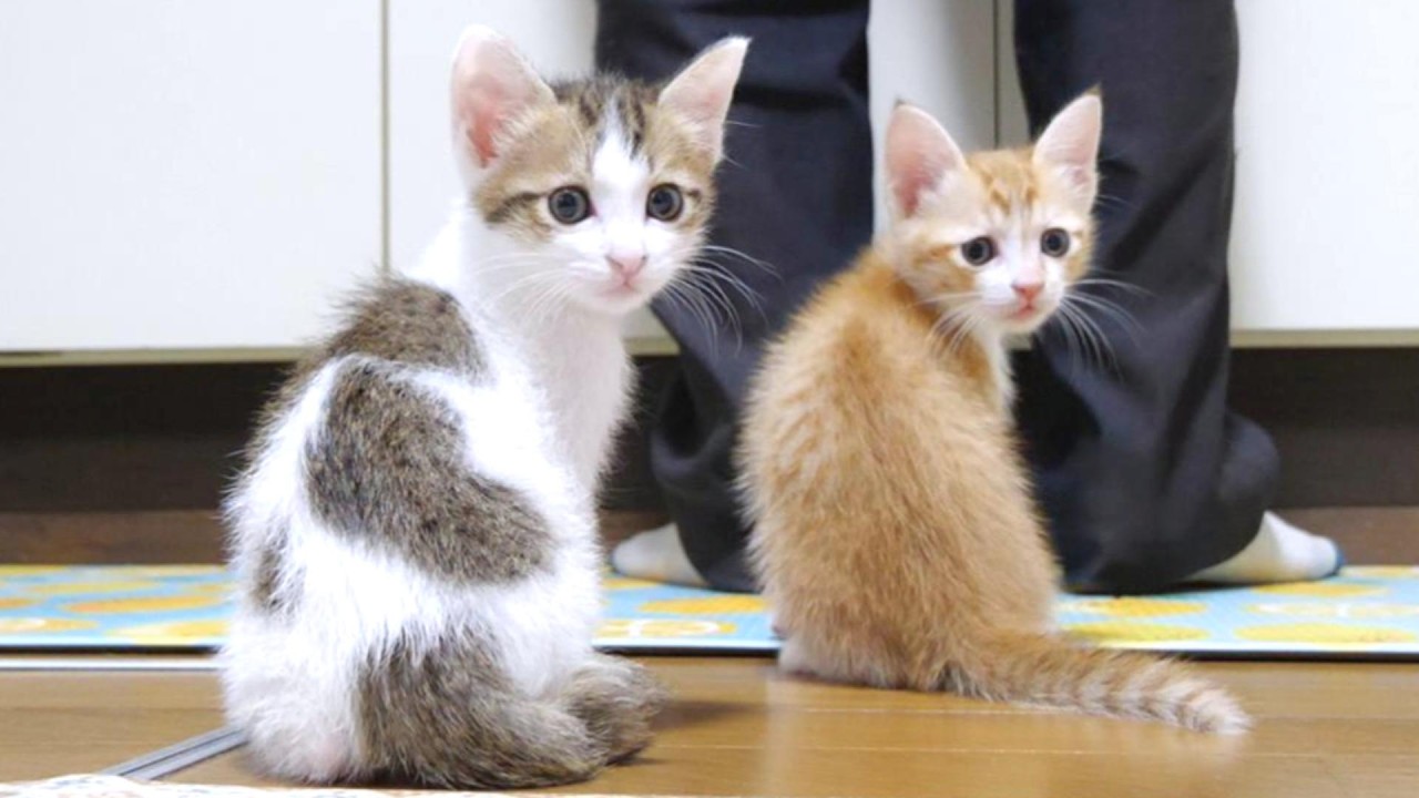 These close-knit kittens are adorable—their movements are