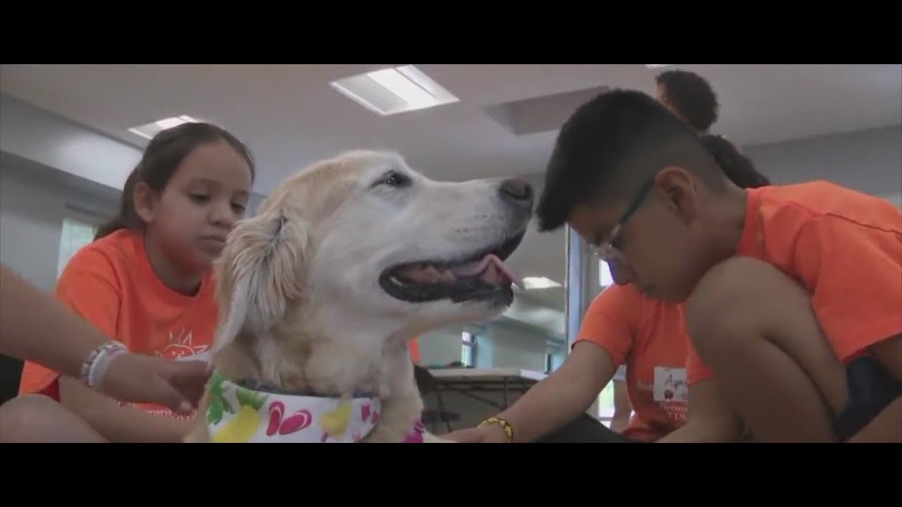 Therapy dogs teach kids social skills in the Bronx - YouTube