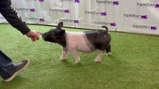 Cross Gilt 2 1