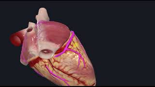 Кровопостачання серця. Типи кровопостачання