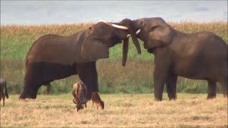 The Best Friends - Heartwarming Animal Friendships