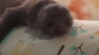 The Wildlife Docs - Behind The Scenes: Cute Baby Sloth | Busch Gardens