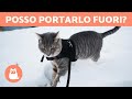 Posso portare il mio GATTO a fare una PASSEGGIATA? 🐈🚶‍♂️ (Pro e Contro)