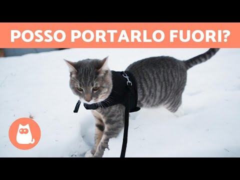 Video: Come Portare Il Tuo Gatto A Fare Una Passeggiata?