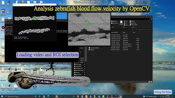 Zebrafish blood flow analysis by OpenCV_test 1