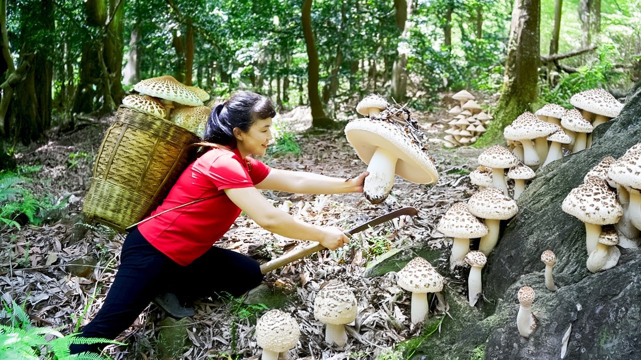 how-to-harvest-mushroom-goes-to-the-market-sell-harvesting-and