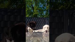 🐺☀️ #wolfpack #packleader #sun #sunday #freshair #outdoors #ytshorts #love #dog #bestfriend #random