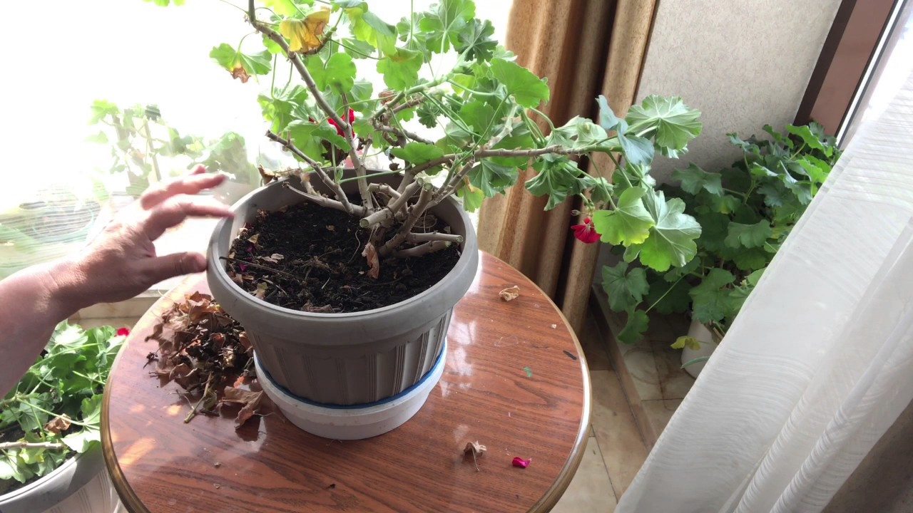 39. Омолаживаю старую герань (пеларгонию)