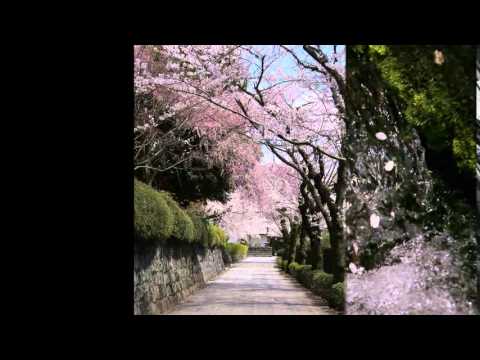 大石寺 満開の桜 14 Youtube 大石寺 満開の桜 14 Youtube