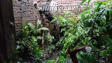 Situasi Saat Hujan Besar Di Aviary