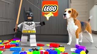 Dogs vs LEGO Real Life Animation PRANK!