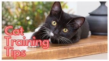 cat training tricks - learn 5 cat tricks in 10 minutes - easy & cool clicker training tricks