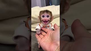 قلبي يا ناس     سمعها