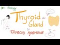 The Thyroid Gland and the Thyroid Hormone (T3 & T4)