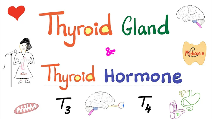 The Thyroid Gland - Thyroid Hormone (T3 & T4) - Endocrine System