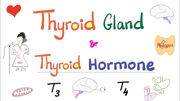 The Thyroid Gland - Thyroid Hormone (T3 & T4) - Endocrine System