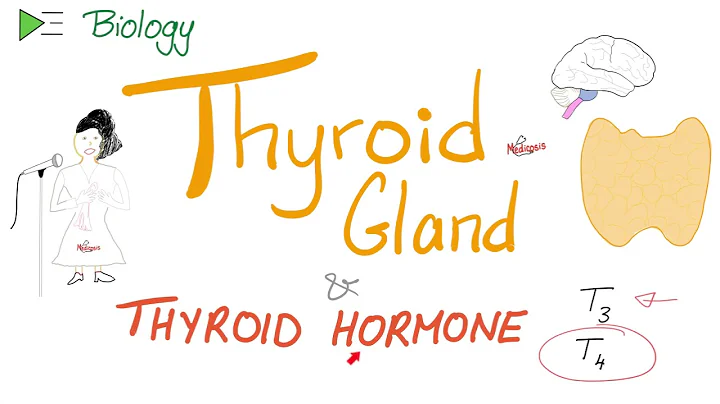 The Thyroid Gland and the Thyroid Hormone (T3 & T4) - DayDayNews