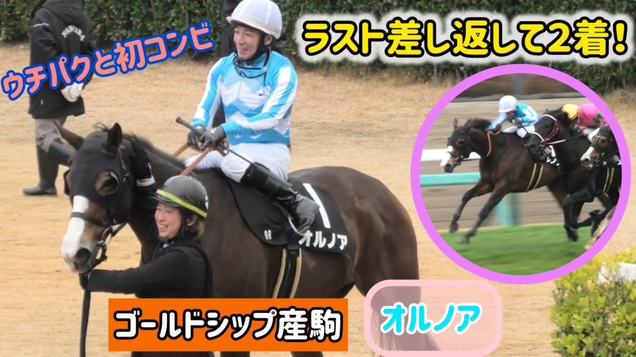 【ゴールドシップ産駒】ウチパクと初コンビで2着に健闘し、厩務員さんに笑顔でポンポンいっぱい褒められるオルノア✨