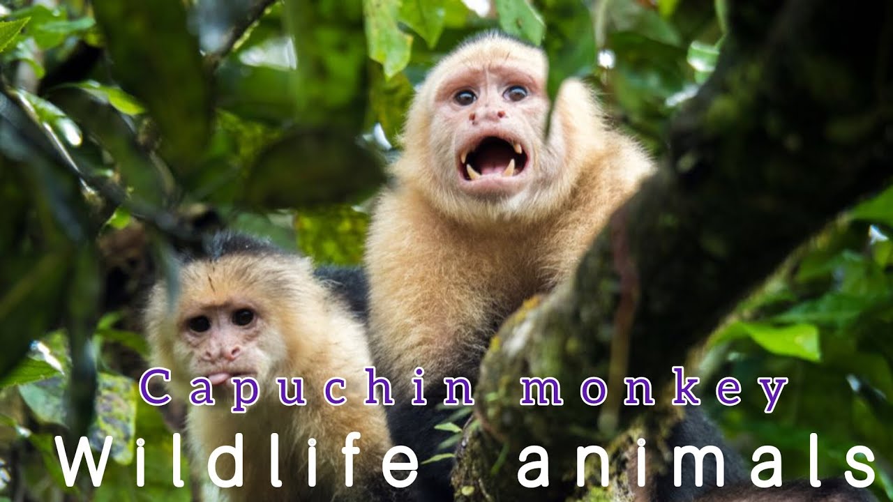 Capuchin monkey - Hindi Documentary, South America 