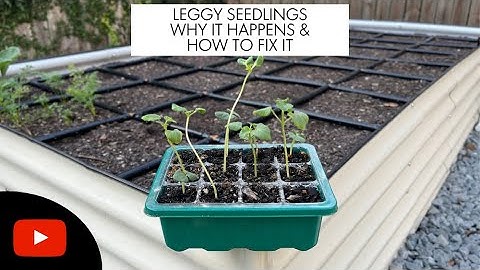 Leggy Seedlings 🦵🌱 Why It Happens & What To Do To Make Sure They Stay Healthy For Transplanting
