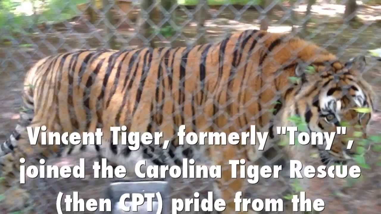 Vincent Tiger - Carolina Tiger Rescue - YouTube