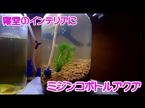 water flea(みじんこ) 再敗 Bottle aquarium with dancing daphnia. They have started