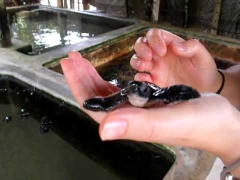 Baby green turtle - two different reflexes