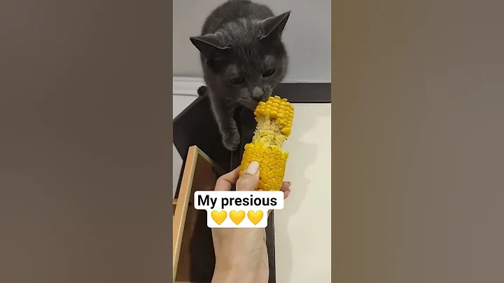 Video 11221201: catlovers kitten cats catlife, kitten pets funnycats catlover, pets catlover funnycats animal, pets funnycats catlover cute, cats pets catlover funny, kitten cat pets adorable