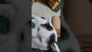 Mau Bobo Manja Dulu Ke Mak Yo Mpon likeandsubscribe cat lovers