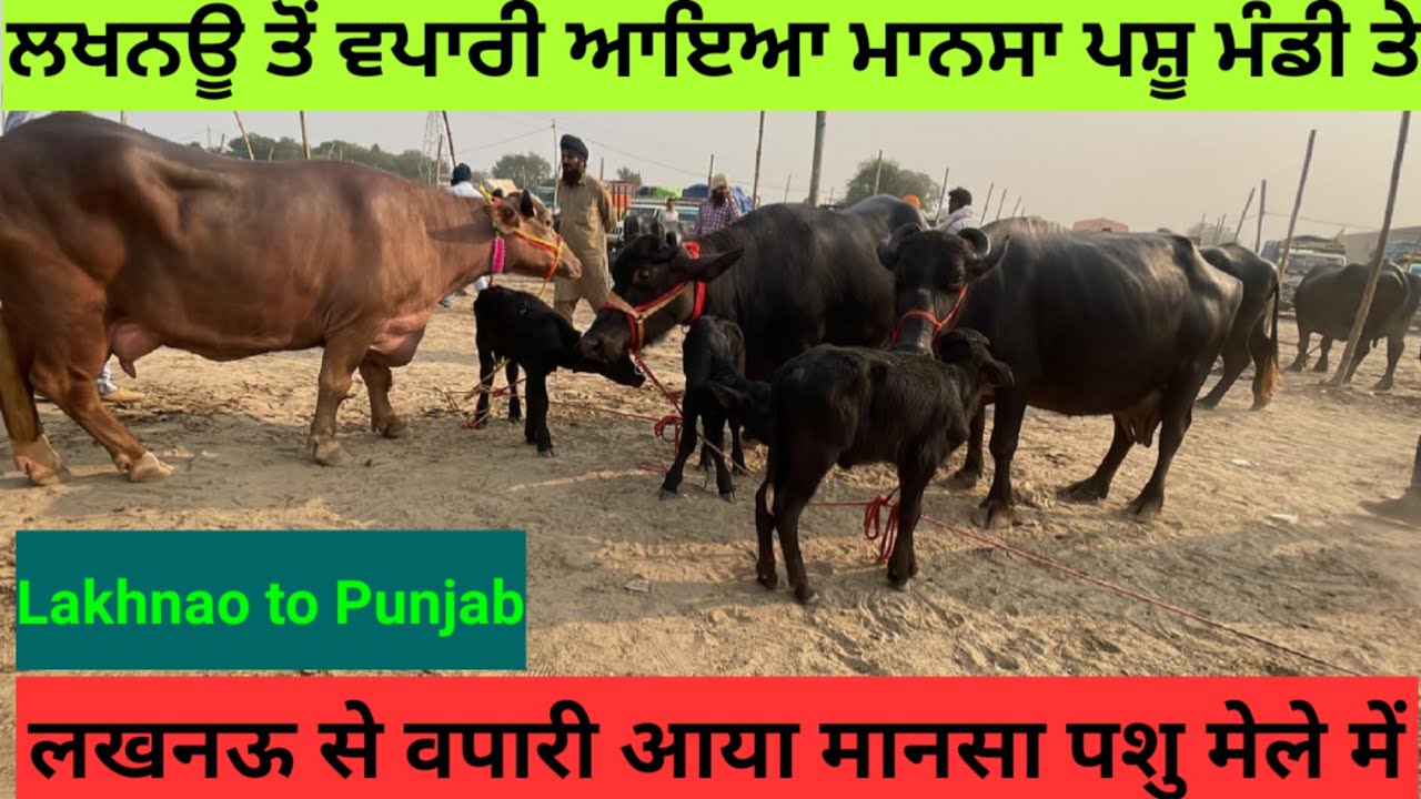 ਲਖਨਊ ਤੌ ਵਪਾਰੀ ਆਇਆ ਮਾਨਸਾ ਮੰਡੀ ਤੇ। लखनऊ से वपारी आया मानसा पंजाब की पशु मंडी में। Panjaab Paidavar