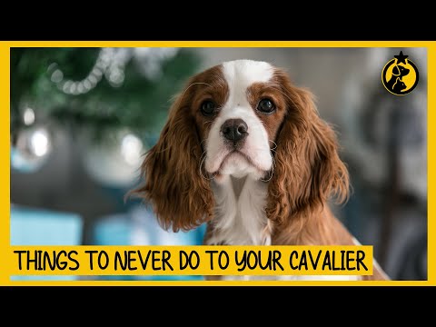 Video: 5 tips for å hindre din kavaljerende King Charles Spaniel fra å trekke på løftet