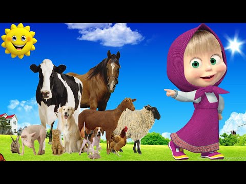 Happy animal moment: Antelope, boar, leopard, rhinoceros, squirrel, Animals sound,Animals Kids!