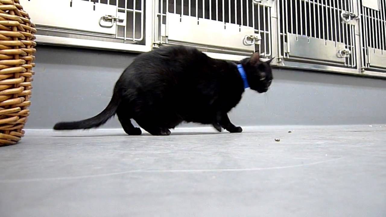 rescue dogs rock nyc Bound Angels Shelter Angel Video - Malcolm A1090226